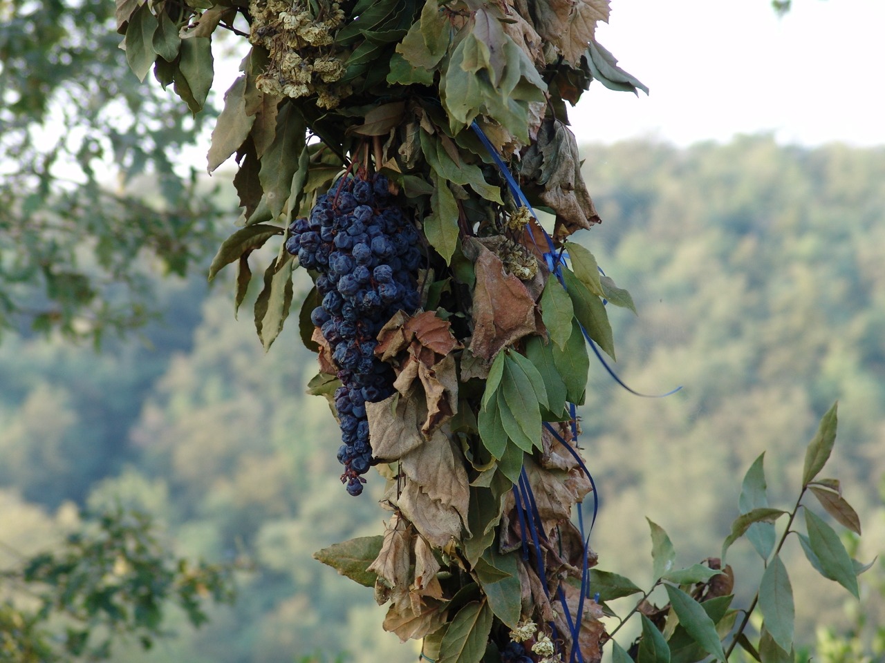 Grapes in Tuscany