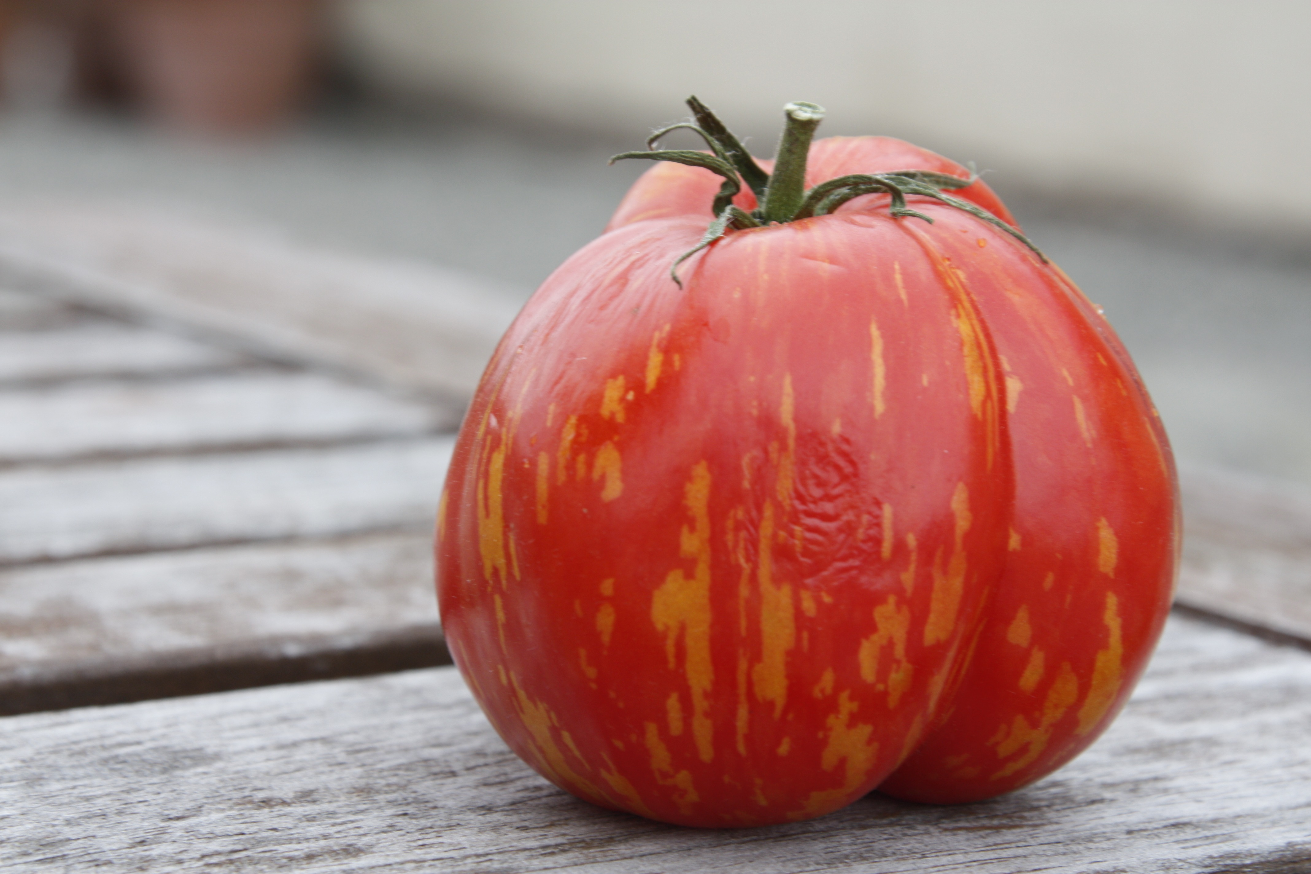 tomato1 TomatoFest! 08