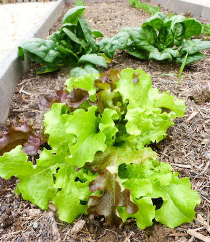 Lettuce1 (1 of 1)