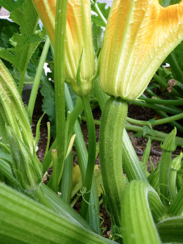 Zucchini Flowers