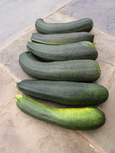 Zuccchini1 (1 of 1)