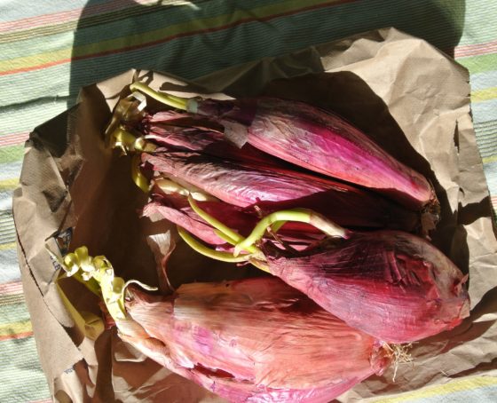 Zuppa di cipolla rossa di Tropea (Tropea red onion soup) – kind of