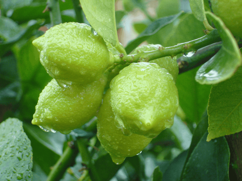 Lemons in Tuscany | OurItalianTable.com