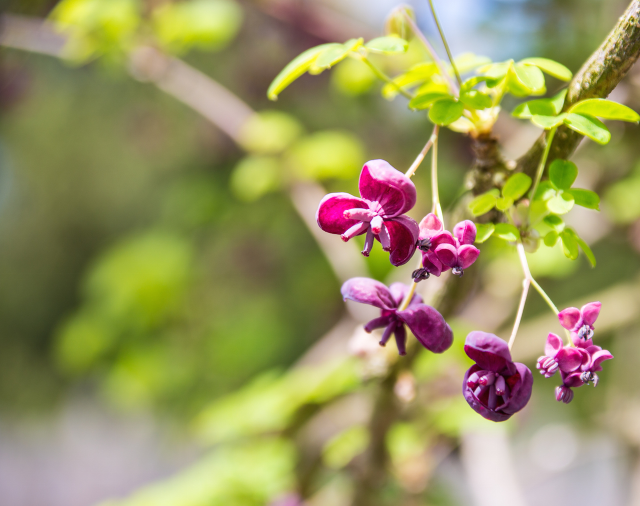 Flowers |OurItalianTable.com