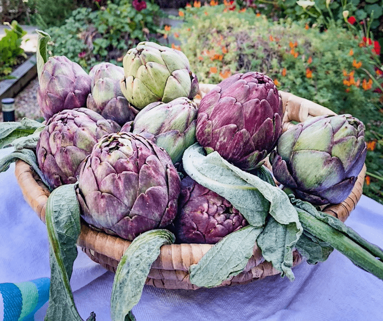 baby artichokes